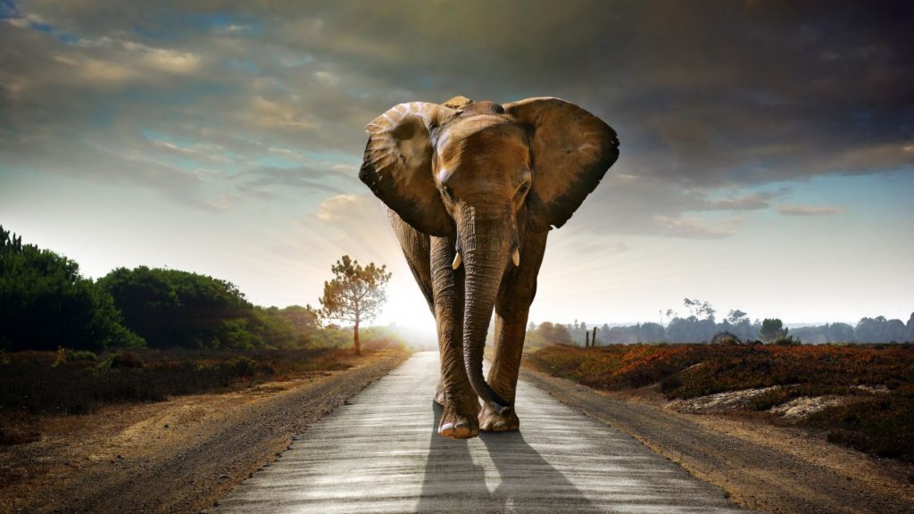 Слон идёт по дороге
