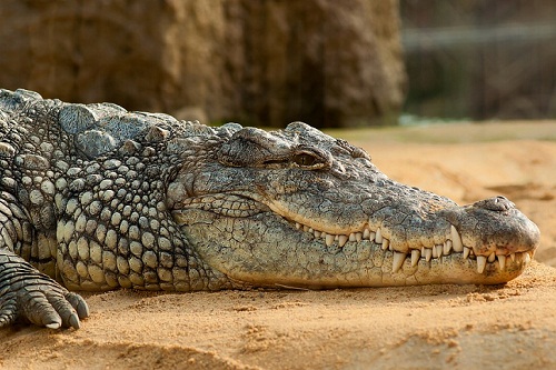 Сонник толкование снов крокодил