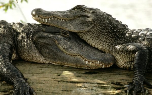 Пара крокодилов