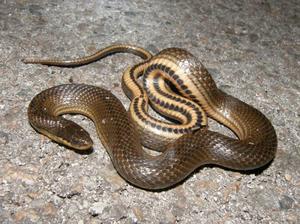 Толкование сна про змей