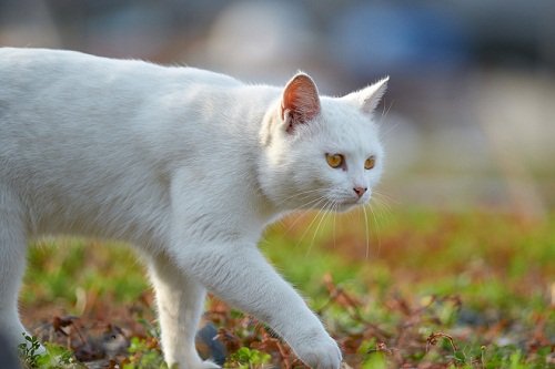 Белый кот идёт