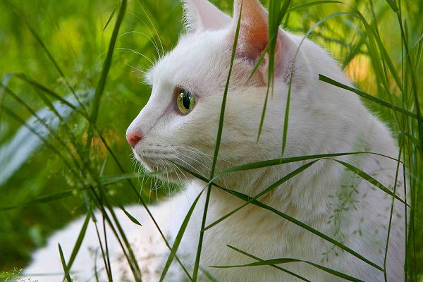Сонник видеть белую кошку