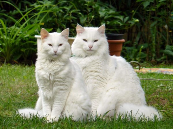 Белые кот и кошка