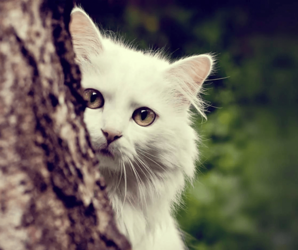 Кошка прячется за деревом