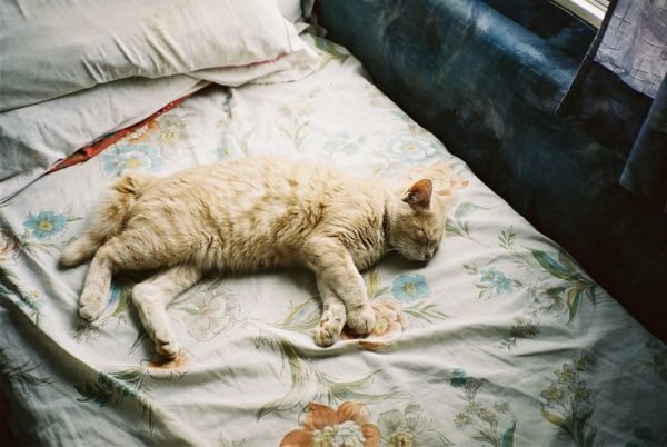 Кошка на кровати