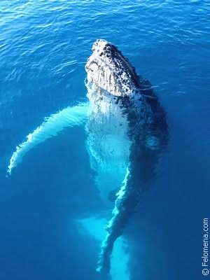 К чему снится кит женщине