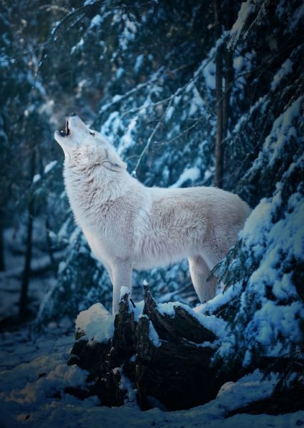 Волк воет зимой