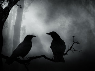 К чему снится чёрный ворон и нужно ли этого бояться? Основные толкования: к чему снится чёрный ворон - Автор Екатерина Данилова