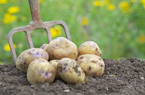 Несколько крупных картофелин лежат на земле рядом с вилами