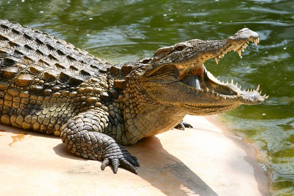 к чему снится крокодил