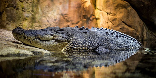 видеть во сне крокодила