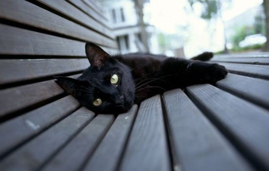 К чему снится чёрный кот: ждать ли беды? Основные толкования - к чему снится чёрный кот: домашний или дворовый