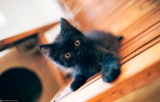 К чему снится чёрный котёнок? Основные толкования - к чему снится чёрный котёнок: будьте бдительны!