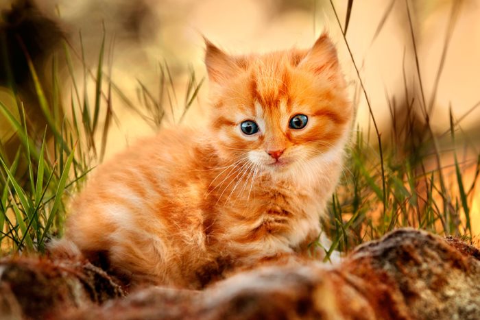 К чему снится рыжий котенок Сонник
