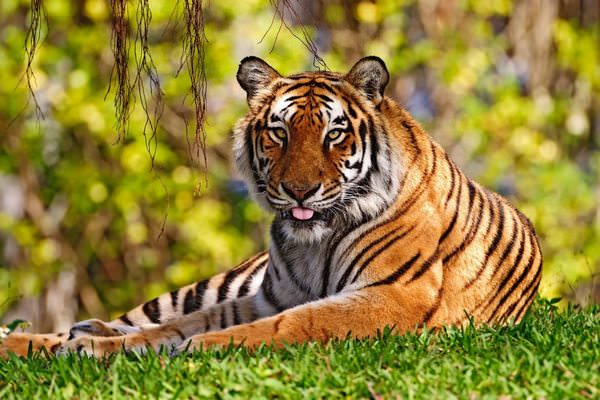 К чему снится тигр: опасность или добрый знак?