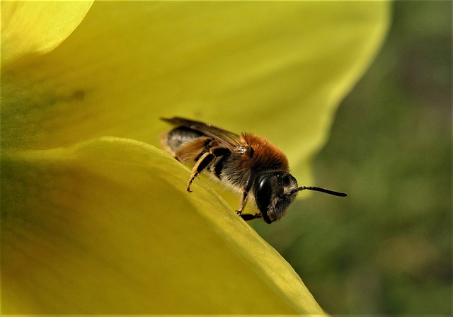 Пчелы сонник значение