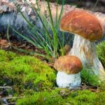 К чему мы видим грибы во время сна