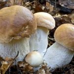 Собирать белые грибы во сне – значение по соннику