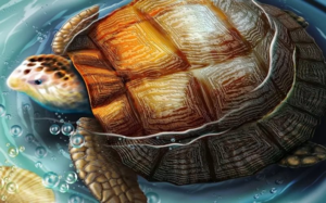 Черепаха - символ мудрости