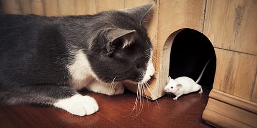Серая кошка и белая мышь