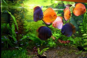 Сонник аквариум с рыбками к чему снится аквариум с рыбками во сне