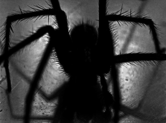 Сонник к чему снится черный большой паук