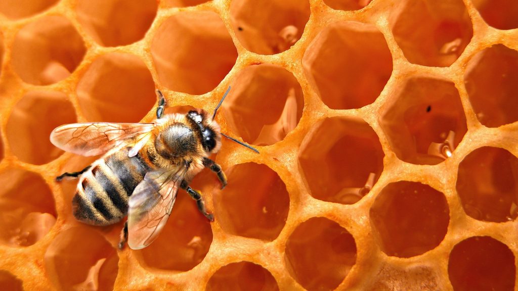 Пчела на медовых сотах