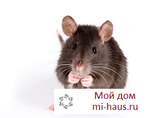 Сонник мыши крысы к чему снится мыши крысы во сне