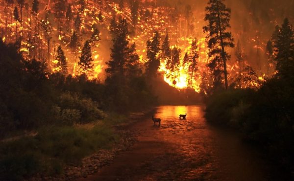 Пожар у лесного озера