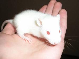 Маленькая белая крыса
