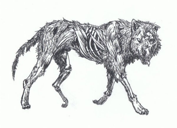 мертвый волк