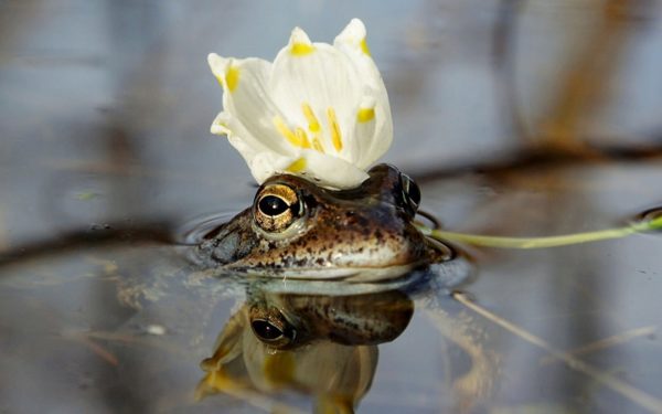 Лягушка в короне из цветка