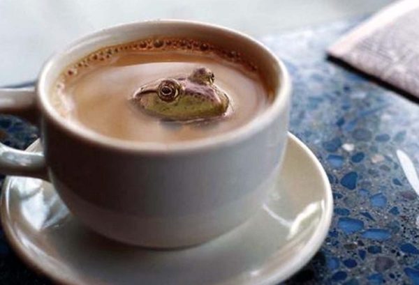 Лягушка в чашке с кофе